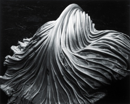 nonclickableitem #postive #white #negative #black #space #cabbage #photography #shape #and