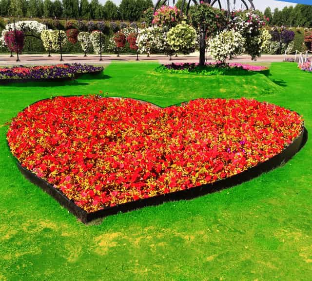 A mosaic art of heart with naturally grown flowers at the Dubai Miracle Garden.