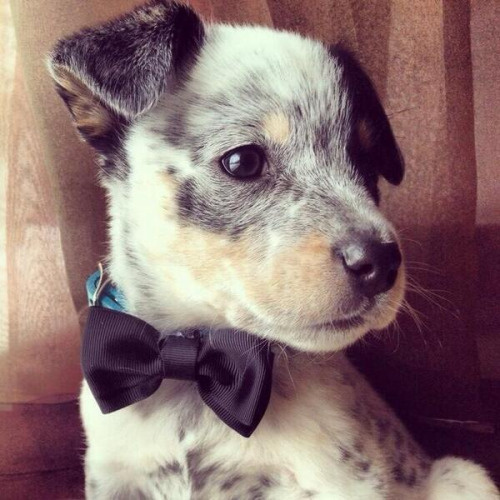 puppies with bowties. how can you not turn into a puddle of suck
