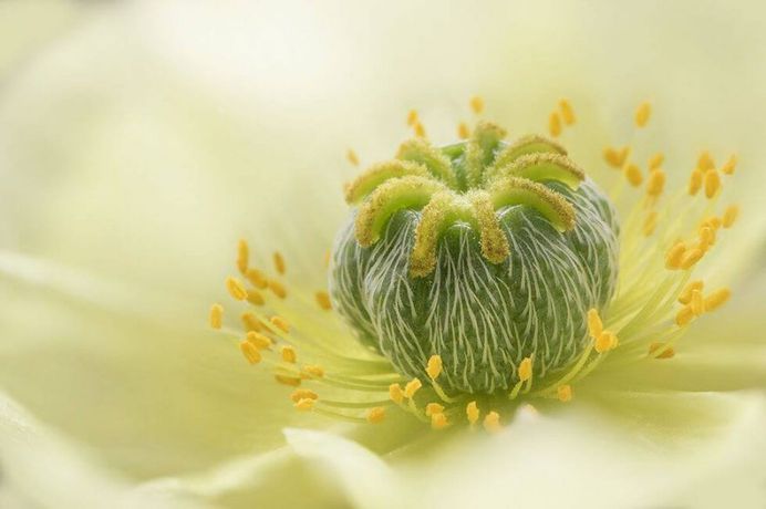 Poppy by Jane Dibnah