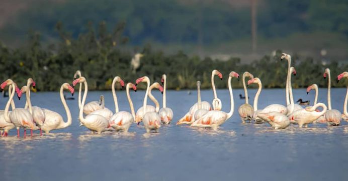 #indianbirds: Colorful Birds Photography by Balaji Krishnan