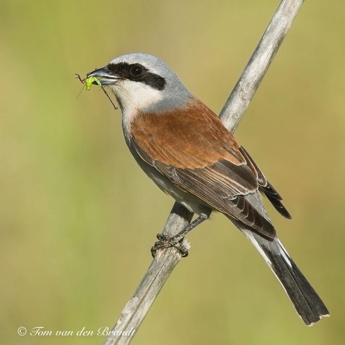 #eye_spy_birds: Brilliant Birds Photography by Tom van den Brandt