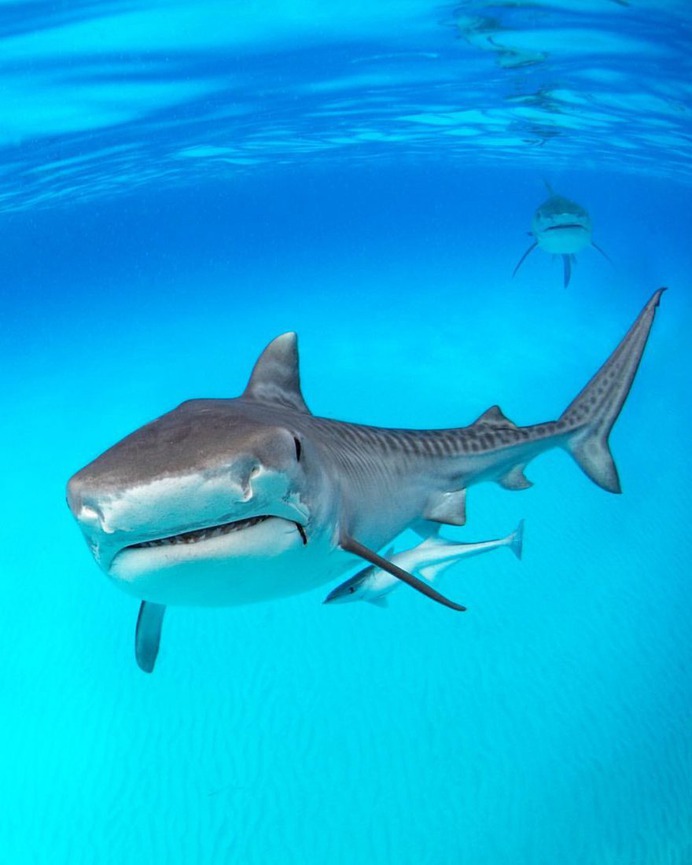 Spectacular Underwater Photography by Alex Dawson