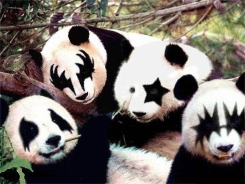 the Whoa! #bear #panda #kiss