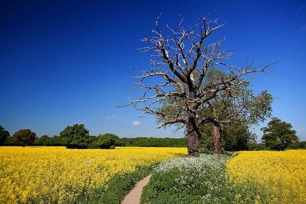 Bank Holiday Blue Skies by Ian Robertson #nature #photography #landscape