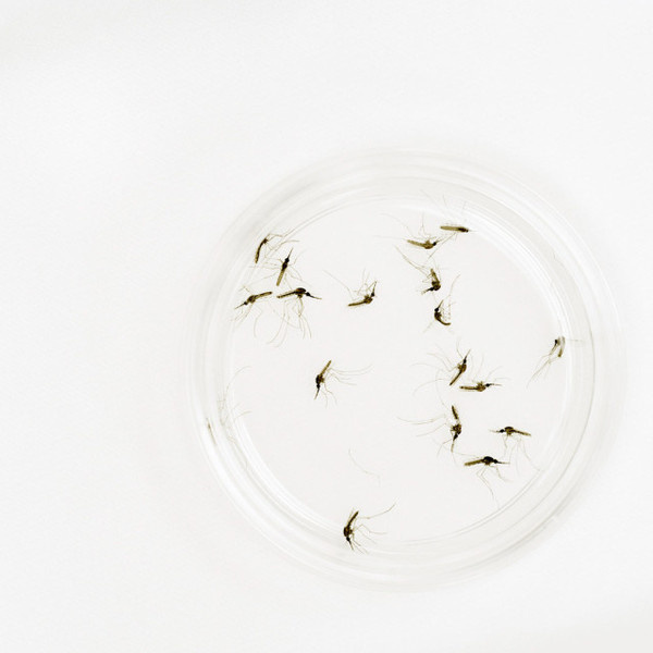 Malaria by Adam Nadel #inspration #photography #art