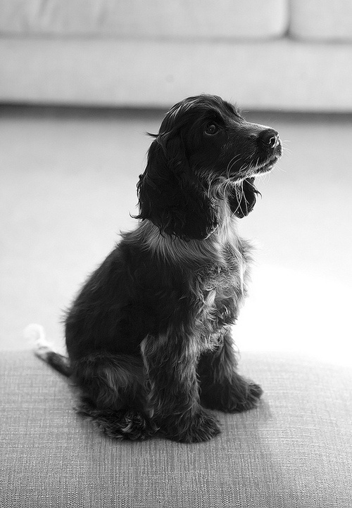 Tumblr #animal #white #black #dog