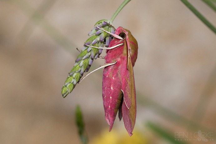 Elephant Hawk-moth