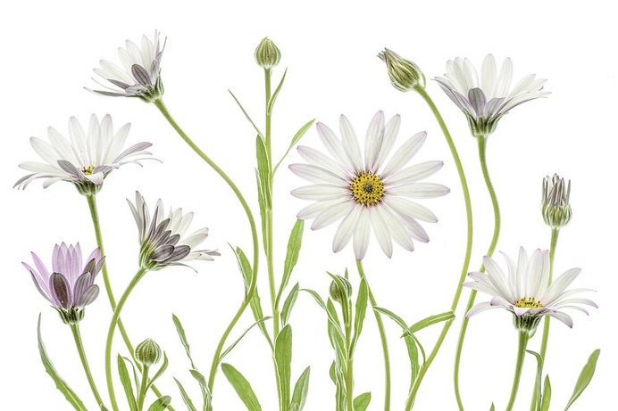 daisy painting & daisy paint by number #painting