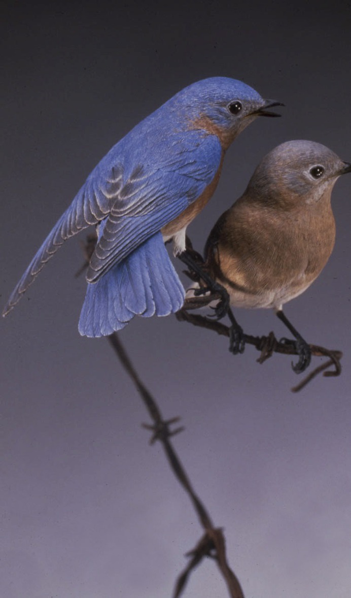 Chicagoland Wood Sculptor Bob Guge
