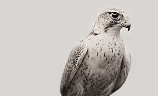 book I | Troy Moth #photo #bird