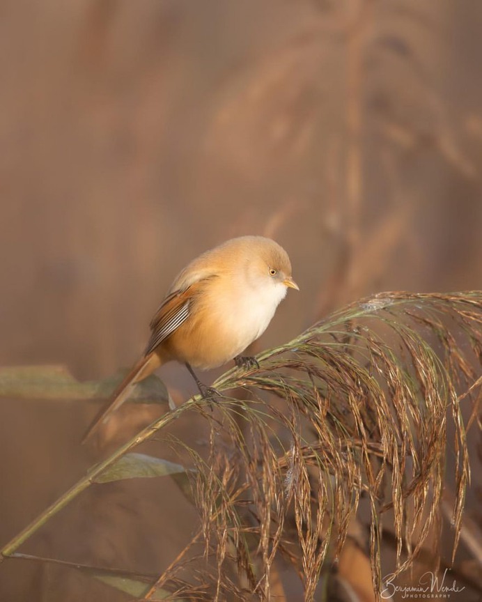#birdlife: Beautiful Bird Photography by Benjamin Wende