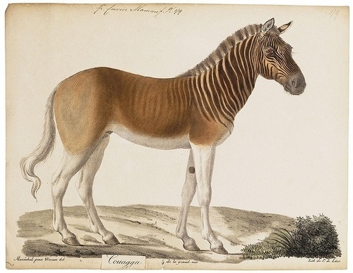 Google Reader (48) #quagga