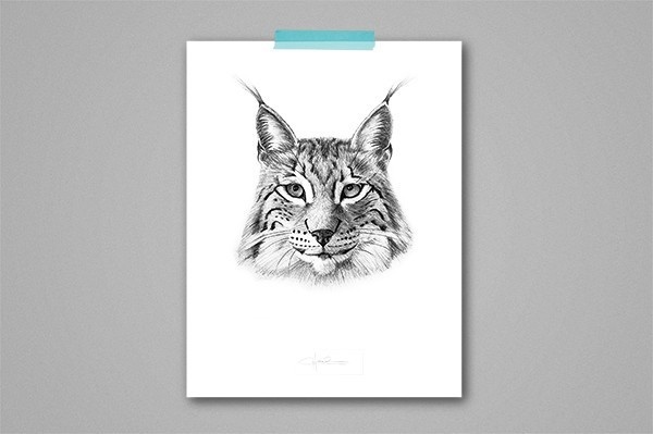 Lynx Lynx, by Cecilia Hedin #wild #woods #cat #lynx #forest #animal