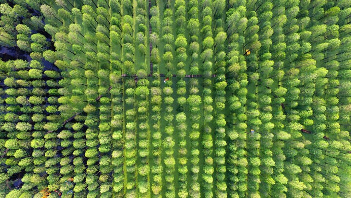 China's Water Forests Bring an Artificial Order to Nature - Atlas Obscura