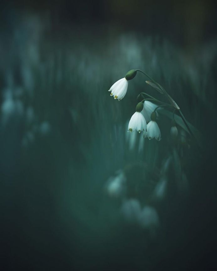 #floral_shots: Beautiful Macro Flower Photography by Christian Mu