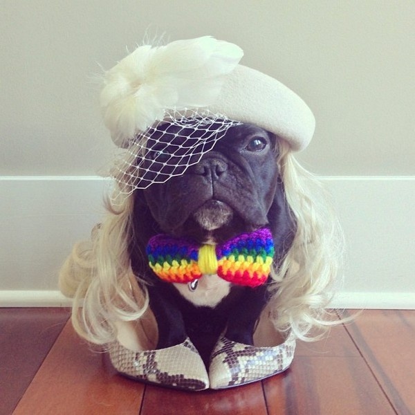 CJWHO ™ (Meet Trotter: The French Bulldog That's a Master...) #disguise #instagram #trotter #design #cute #master #puppy #french #animals #fashion #bulldog #dog