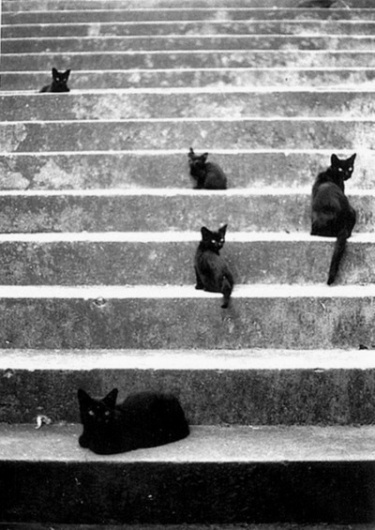 tumblr_lw1mv1JJf41qfnh7yo1_400.jpg (400×565) #lolcats