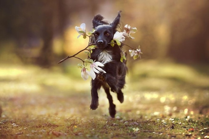 Photographer Captures Soulful Portraits Of Dogs In Austrian Wilderness #dog #animals #photography #portrait