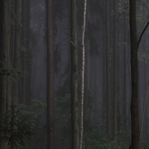 FFFFOUND! #trunk #photography #forest #dark #leaves