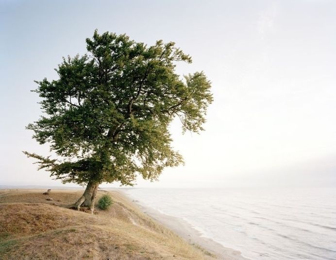 Tree Of Life by Mikael Lafontan #nature
