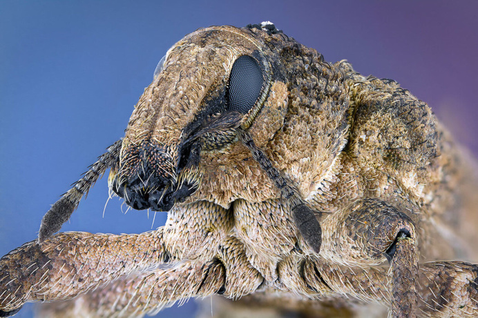 Extreme Macro Photography of Insect by Paulo Latães #macro #photography #insects #pauloLatães #Animals