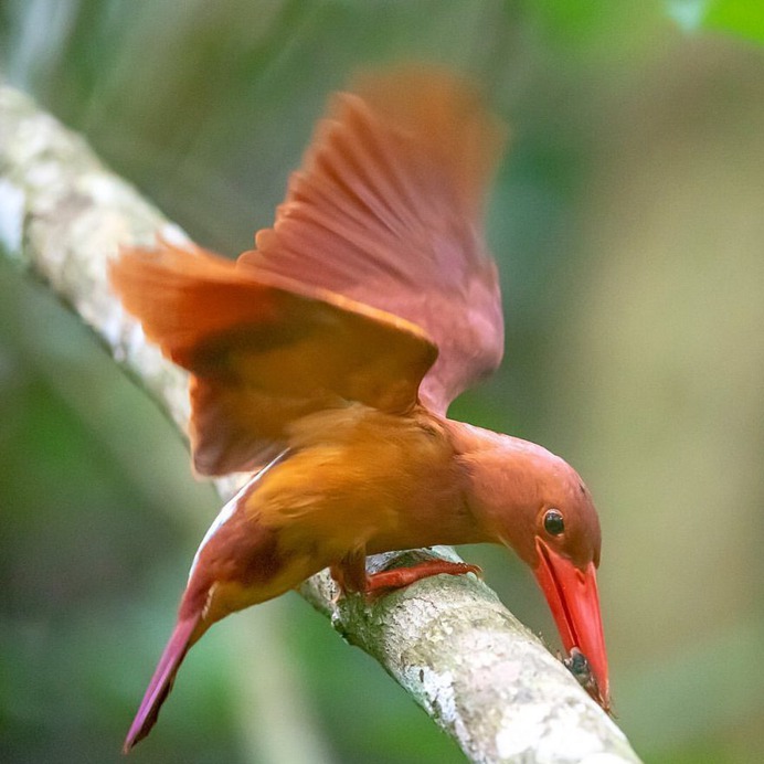 Birds of Japan: Beautiful Bird Photography by Keisuke Oda