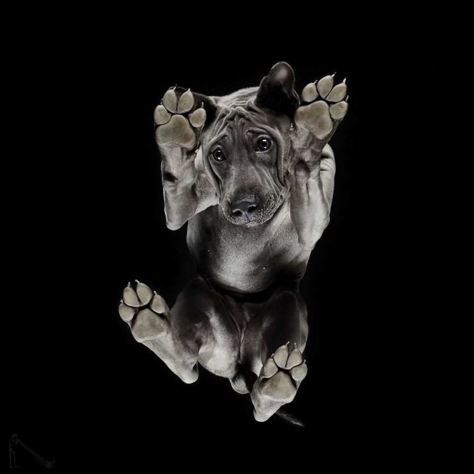 Under-Dogs: Dogs Pictured from Underneath by Andrius Burba
