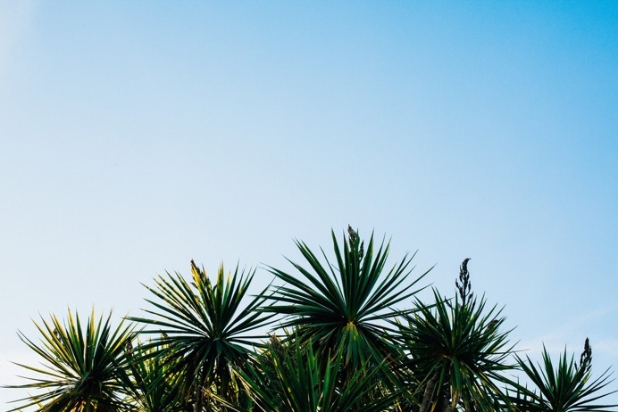 Blue sky, tree, sky and green HD photo by Oliver Cole (@o_j_cole) on Unsplash