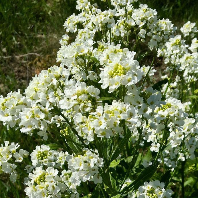 Armoracia rusticana flower picture