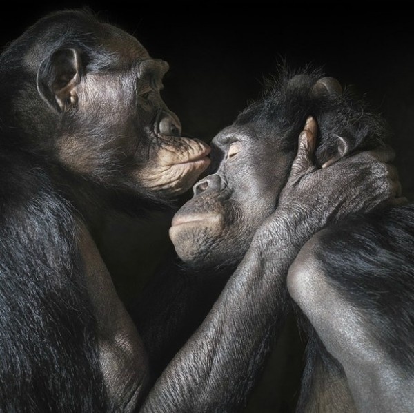 More Than Human43 http://www.fubiz.net/2012/10/30/more-than-human/ #photo #photography #animals #face #kiss