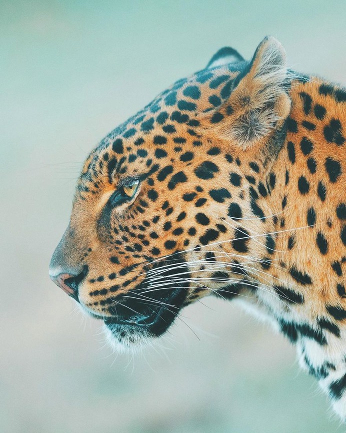 Outstanding Wildlife and Adventure Photography by Charly Savely