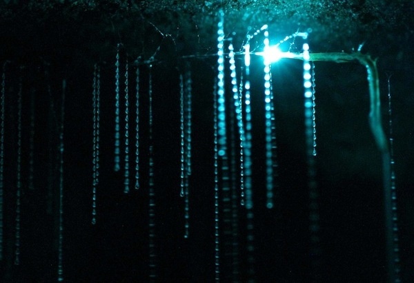 CJWHO ™ (Luminescent Glowworms Illuminate Caves in New...) #amazing #worms #design #illuminate #nature #glow #science