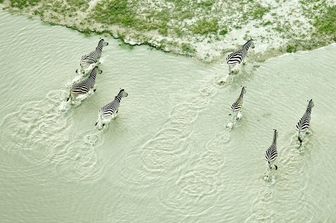 zebra pool #zebras #photography #river #image