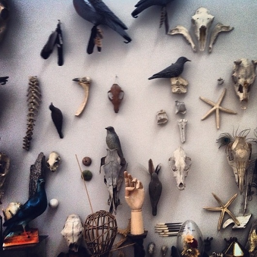 Nanó #mori #skeleton #memento #museum #exhibition #birds #kolumba #skull #bones