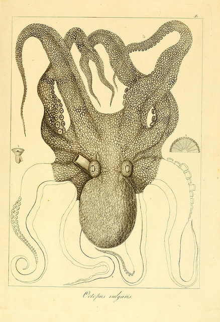 Octopus vulgarisÂ by BioDivLibrary on Flickr #ocean #biology #anatomy #octopus #illustration #sea #tentacles #mollusc #drawing