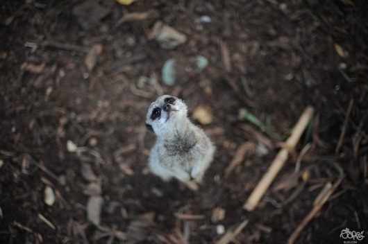 1T8GA.jpg (1280×852) #meercat