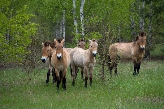 Pictures: Animals Inherit Mixed Legacy at Chernobyl #chernobyl #horse #endangered
