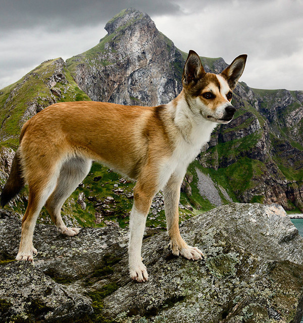 Dogs Photography by Andrew Fladeboe #inspiration #photography #animal