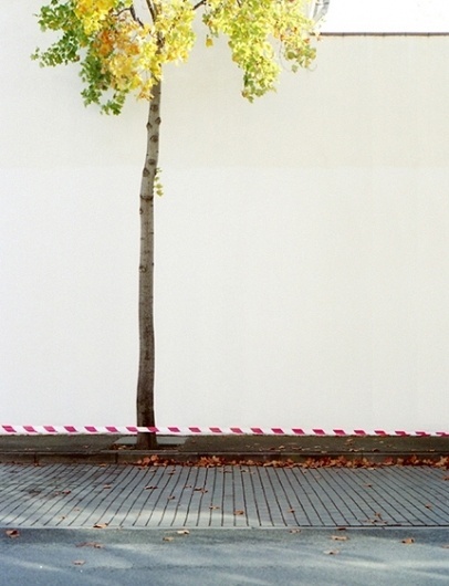 |CarlesPalacio Photography| #white #blanco #tree #arbol #pared #wall #arbre #blanc