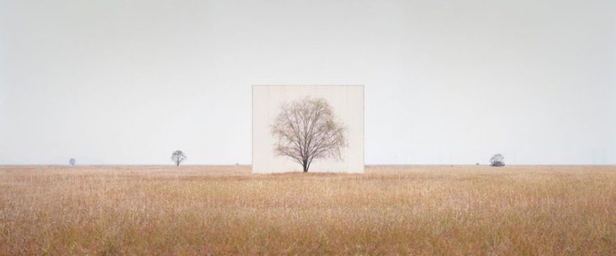 Framed Trees in South Korea by Myoung Ho Lee