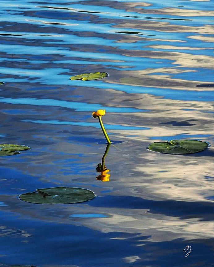 A proud water lily by Olavi Joutsi