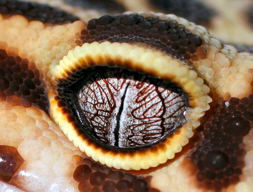 9. Geckos #amphibian #eye #pupil #photography #gecko #vision #eyelid #animal