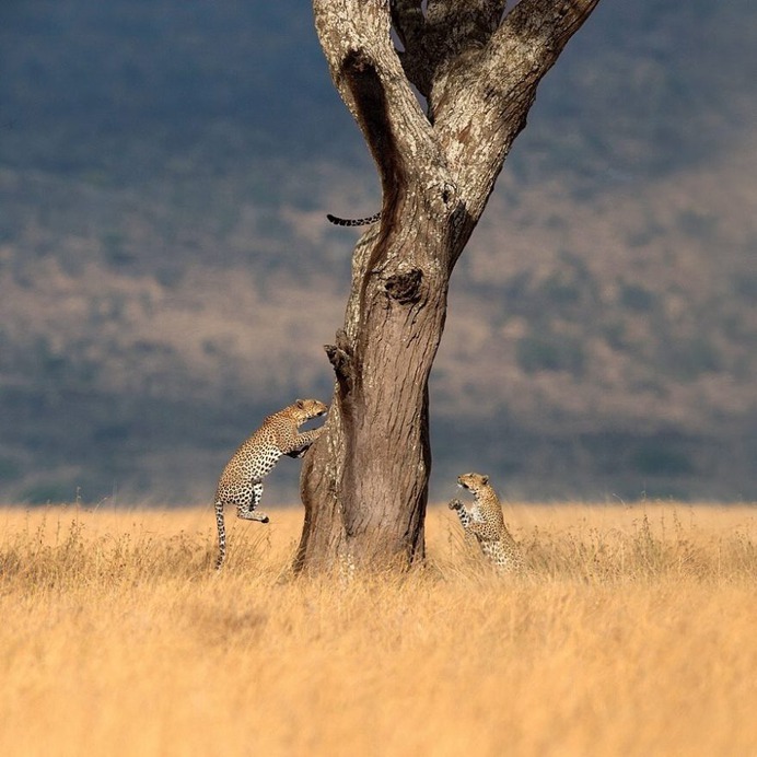 Dramatic Portraits of Wildlife Big Cats by Shaaz Jung