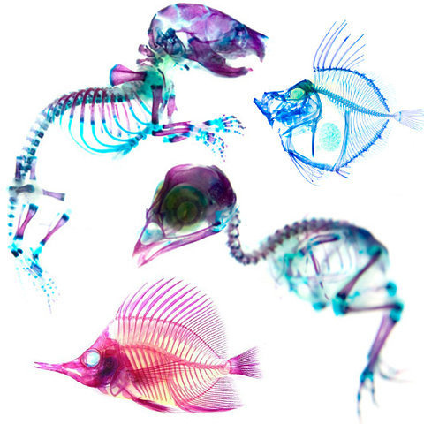 100524_15_transparent-specimen.jpg (533×533) #x-ray