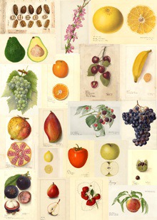 HIGH RES Pomological Watercolor Fruit_watercolors