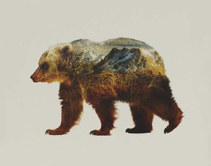 bear, photography, canada, british columbia, patagonia, jumbo resort, illustration, composite