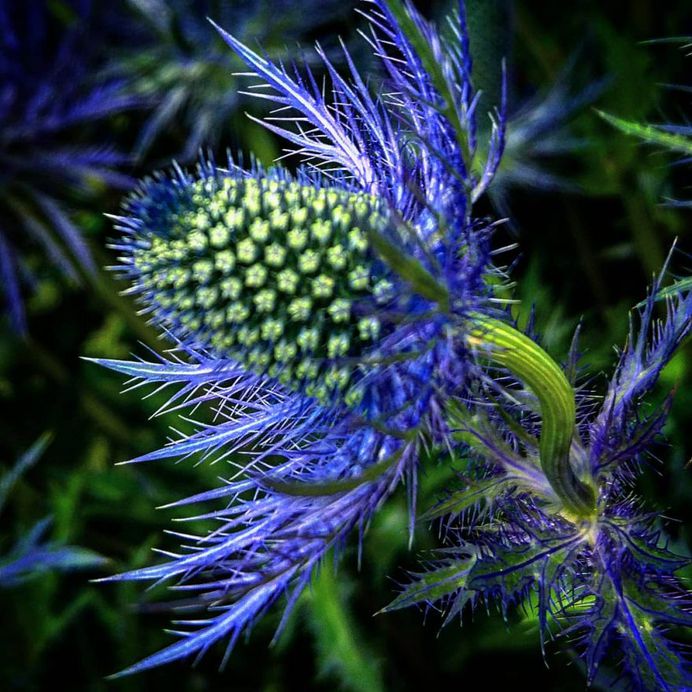 Eryngium Flower Picture