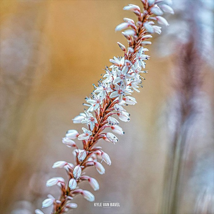 Beautiful Macro Flowers Pictures by Kyle van Bavel