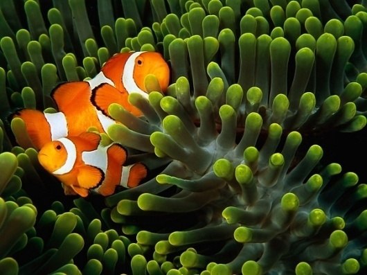 Brilliant Photography Inspiration From NatGeo Archives » Design You Trust – Design Blog and Community #photography